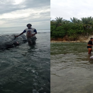 Bangkai  Ikan Paus Terdampar di Pantai Tanjung  Talang Batu Balantak