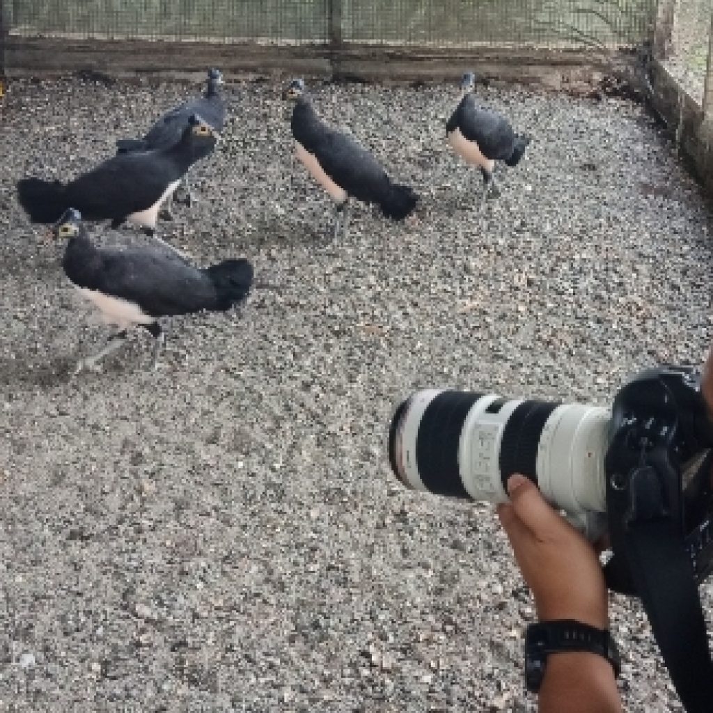 Konservasi Maleo DSLNG Terima Kunjungan Kontributor Foto National Geographic Indonesia