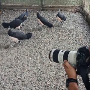 Konservasi Maleo DSLNG Terima Kunjungan Kontributor Foto National Geographic Indonesia