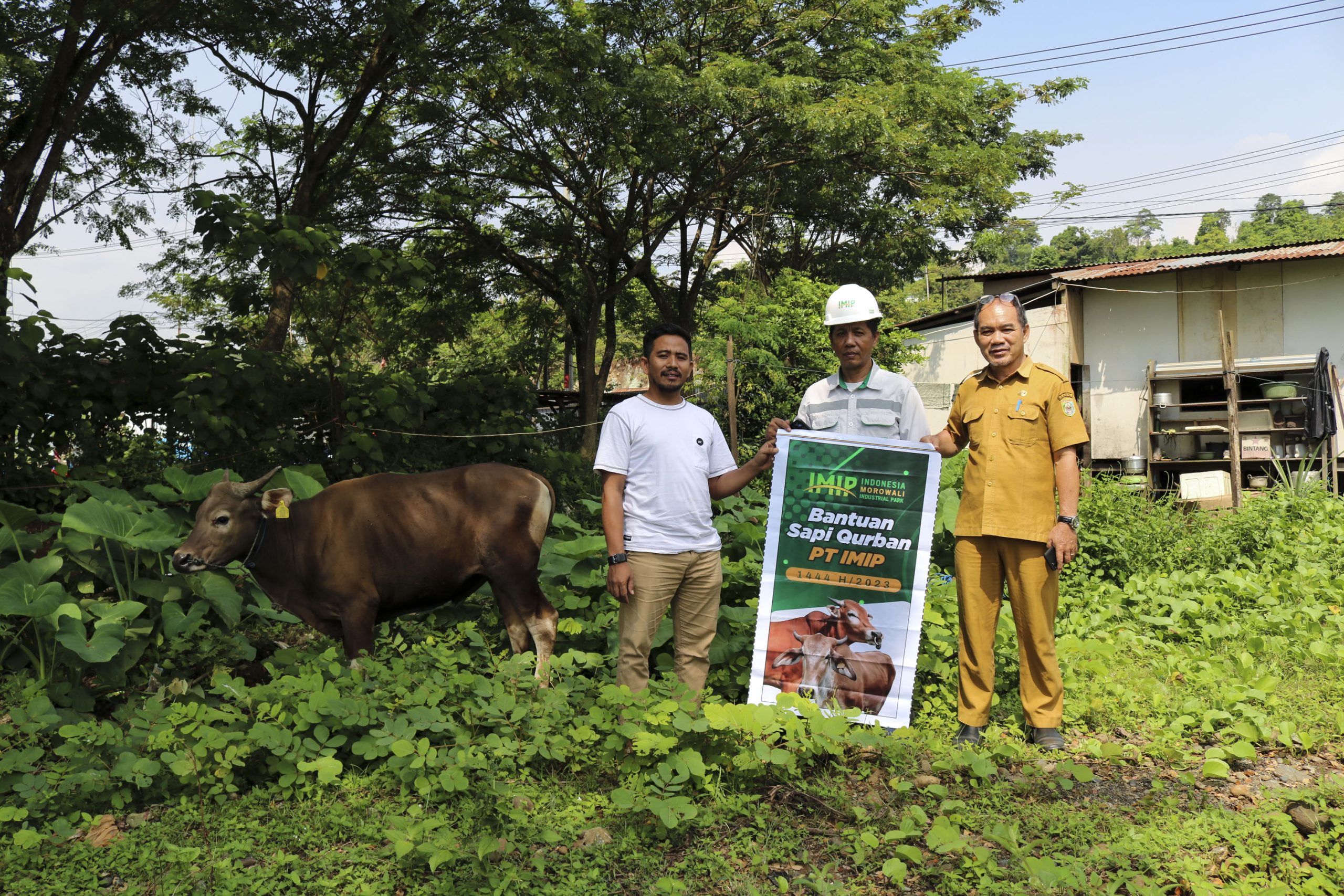 IMIP Bagikan Puluhan Ekor Sapi Qurban