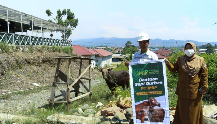 IMIP Bagikan Puluhan Ekor Sapi Qurban