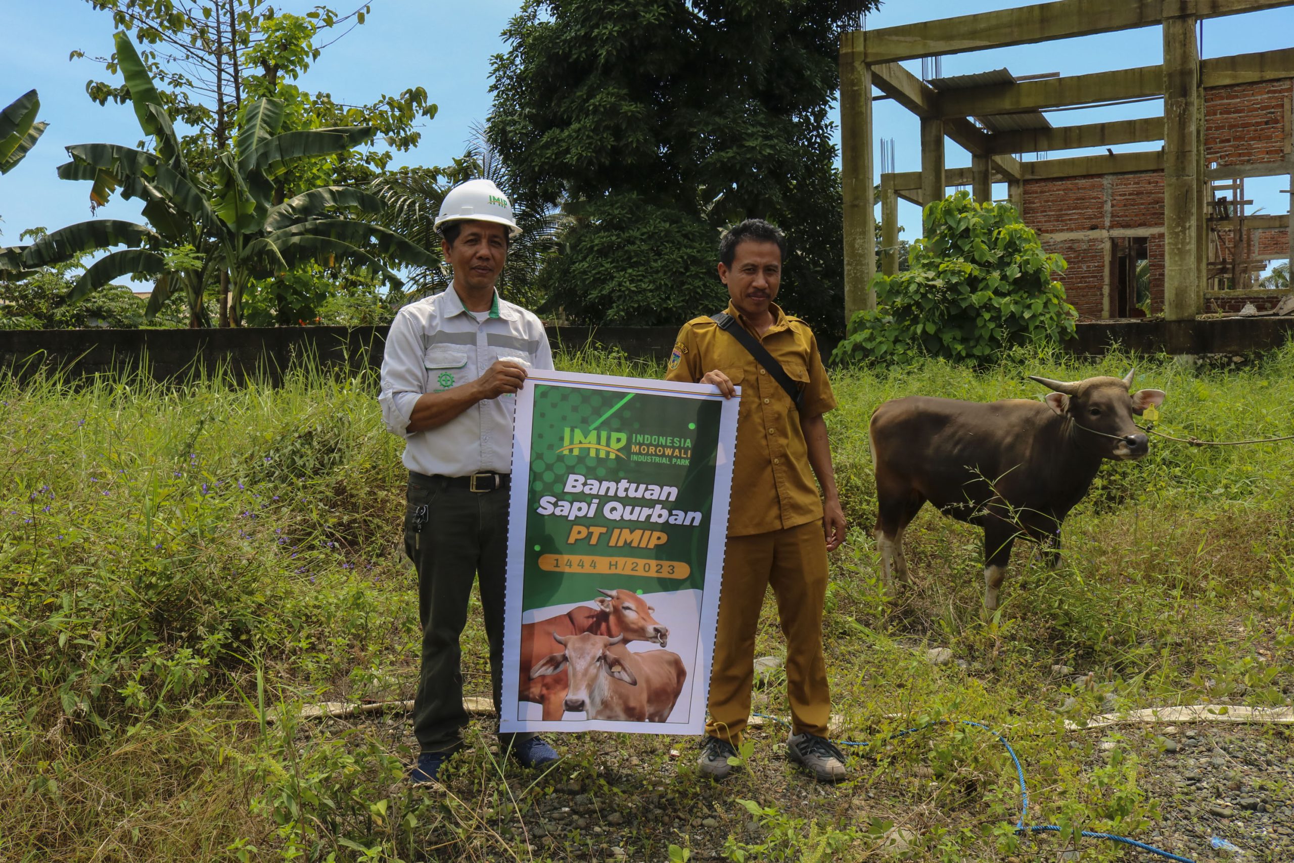 IMIP Bagikan Puluhan Ekor Sapi Qurban