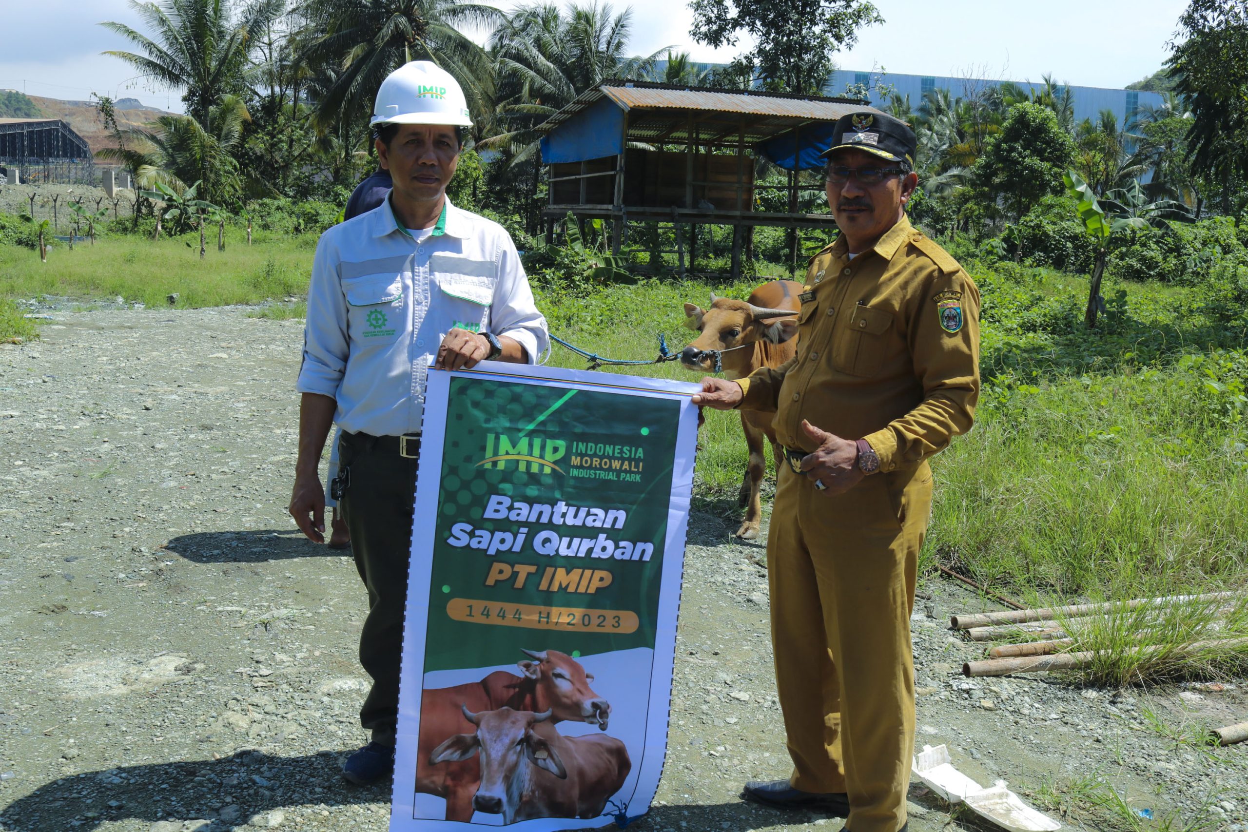IMIP Bagikan Puluhan Ekor Sapi Qurban