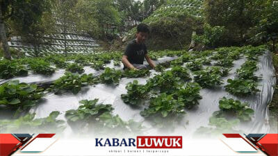 Kabupaten Banggai Sasaran Readsi
