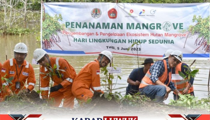 Memperingati Hari Lingkungan Hidup Sedunia JOB Tomori Tanam 11 Ribu Bibit Mangrove