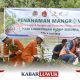 Memperingati Hari Lingkungan Hidup JOB Tomori Tanam 11 Ribu Bibit Mangrove