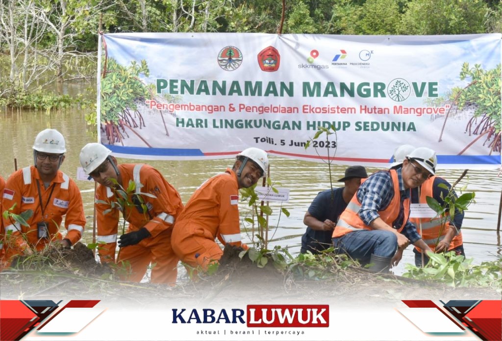 Memperingati Hari Lingkungan Hidup JOB Tomori Tanam 11 Ribu Bibit Mangrove