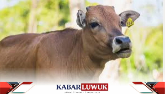 Polres Banggai Siap Sembelih 8 Ekor Sapi sebagai Hewan Kurban Iduladha