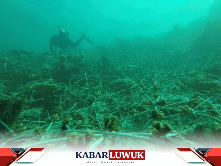 Transplantasi Karang Pertamina EP Donggi Matindok Field Hanya Gugurkan Kewajiban