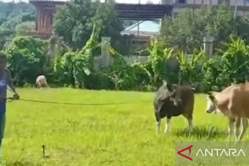 Gembala Sapi Itu Sebentar Lagi Diwisuda di UNPATTI