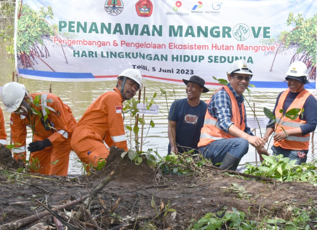 Memperingati Hari Lingkungan Hidup JOB Tomori Tanam 11 Ribu Bibit Mangrove