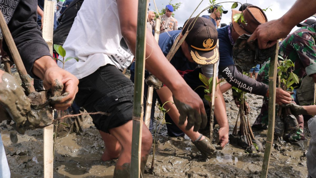 PT IMIP Kembali Tanam 3.796 Mangrove