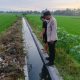 Tragedi menyelimuti Desa Bumiharjo Kecamatan Moilong, Banggai, saat seorang balita bernama Gibran Agama (1,6) ditemukan meninggal dunia di saluran irigasi