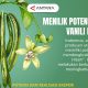 Menilik Potensi Ekspor Vanili Indonesia