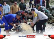 Kapolres Bangkep Pimpin Penyelamatan 9 Penyu Sisik Hijau, Himbau Warga Patuhi Perlindungan Hewan
