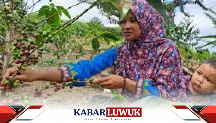 Buah Manis Dari Perjuangan Petani Perhutanan Sosial Melawan Pancaroba