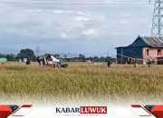 Pangan Lokal Dapat Jadi Solusi Ketahanan Nasional