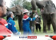 PT Pertamina EP Prabumulih Field Lestarikan Gajah Sumatera di Taman Wisata Alam Isau-Isau