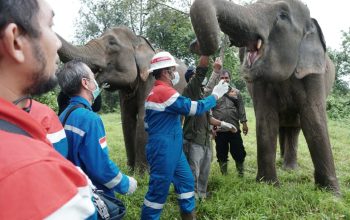 PT Pertamina EP Prabumulih Field Lestarikan Gajah Sumatera di Taman Wisata Alam Isau-Isau