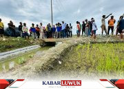 Bupati Banggai Tinjau Langkah Tangani Kekeringan, Siapkan Solusi Konkret untuk Petani