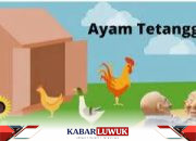 Warga Bakung Batui Keluhkan Adanya Peternakan Ayam di Tengah Pemukiman, Menuntut Penanganan Segera