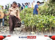 Rehabilitasi Mangrove,  Penyelamatan Ekosistem Pesisir Bahodopi Bersama PT IMIP