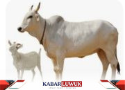 Polres Banggai Perkuat Kepedulian Sosial Melalui Kurban Idul Adha 2024