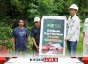 Jelang Idul Adha, IMIP Salurkan 35 Ekor Sapi Untuk Program Kurban