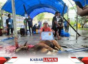 JOB Pertamina Medco E&P Tomori Sulawesi Salurkan 29 Hewan Qurban di Hari Raya Idul Adha 1445 H