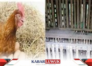 Peternak Kecamatan Balantak Keluhkan Program Ayam Petelur
