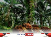 Kabupaten Banggai Raih Rp8,1 Miliar dari Dana Bagi Hasil Sawit, Dorong Pertumbuhan Daerah