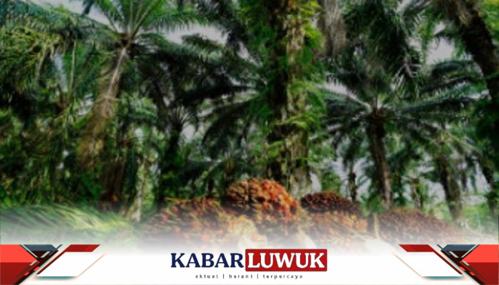 PT KLS Buka Suara Soal Legalitas dan Konflik Lahan Sawit: Kami Beroperasi Sejak 1997, Semua Berizin