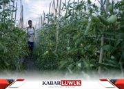 Dinas TPH: Distribusi pupuk Urea ke pada petani Sulteng capai 32.083 ton
