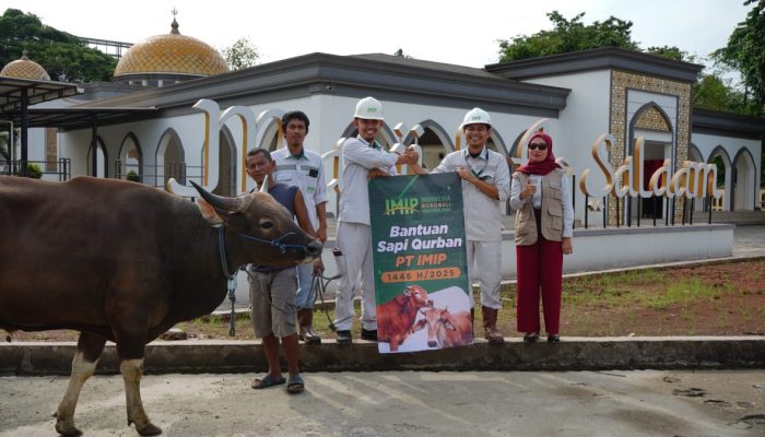 Jelang Idul Adha 2025, PT IMIP Serahkan 22 Ekor Sapi di Morowali