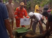 Pekerja dan Mitra JOB Tomori Salurkan Hewan Kurban Bagi Masyarakat Sekitar Area Operasi CPP Senoro