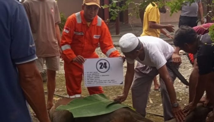 Pekerja dan Mitra JOB Tomori Salurkan Hewan Kurban Bagi Masyarakat Sekitar Area Operasi CPP Senoro
