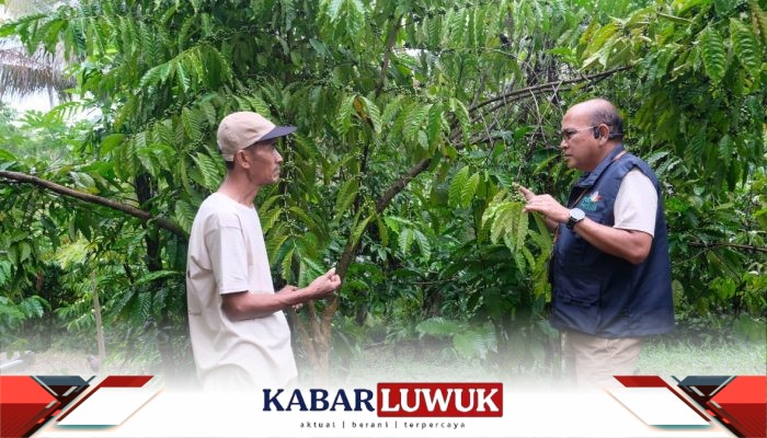 PLN Dukung Perekonomian Petani Banggai Lewat Program Kopi Batui
