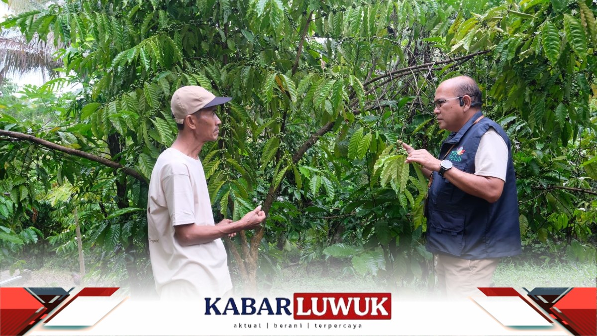 PLN Dukung Perekonomian Petani Banggai Lewat Program Kopi Batui Menanam Harapan di Bawah Menara