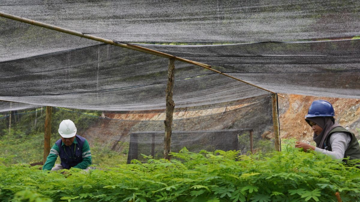 PT BDM Target Reklamasi 1.337 Hektare Lahan Pascatambang