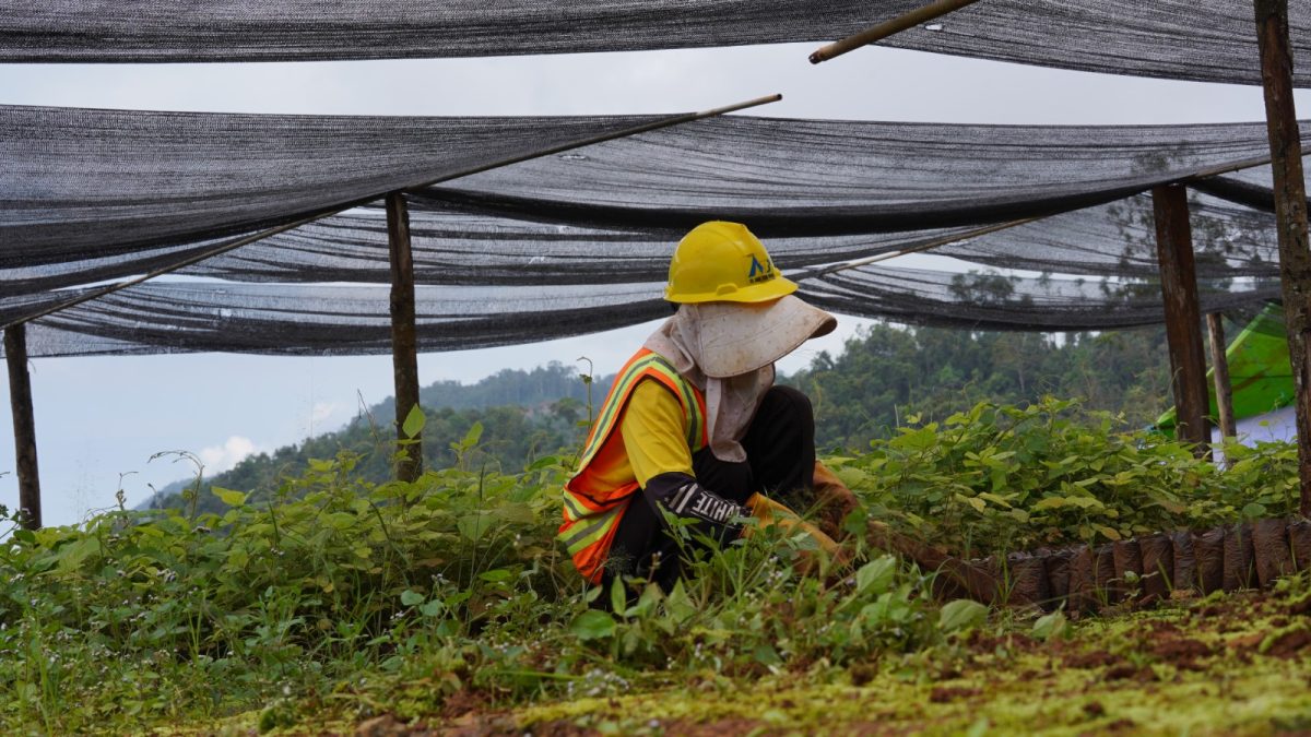 PT BDM Target Reklamasi 1.337 Hektare Lahan Pascatambang