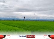 Sersan Cemani JOB Tomori, Mengepak Senyum Menuju Ketahanan Pangan Banggai