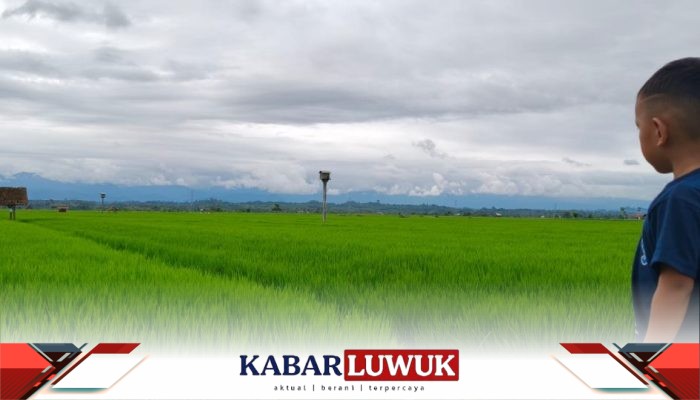 Sersan Cemani JOB Tomori, Mengepak Senyum Menuju Ketahanan Pangan Banggai