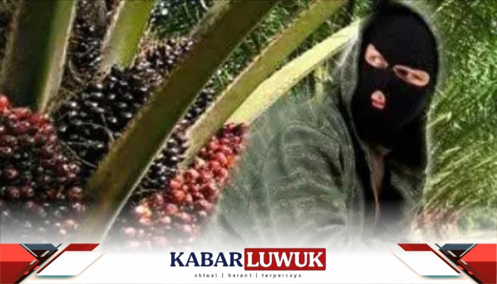 Pencurian Buah Sawit di Mamosalato Marak, Polisi Diminta Bertindak Tegas