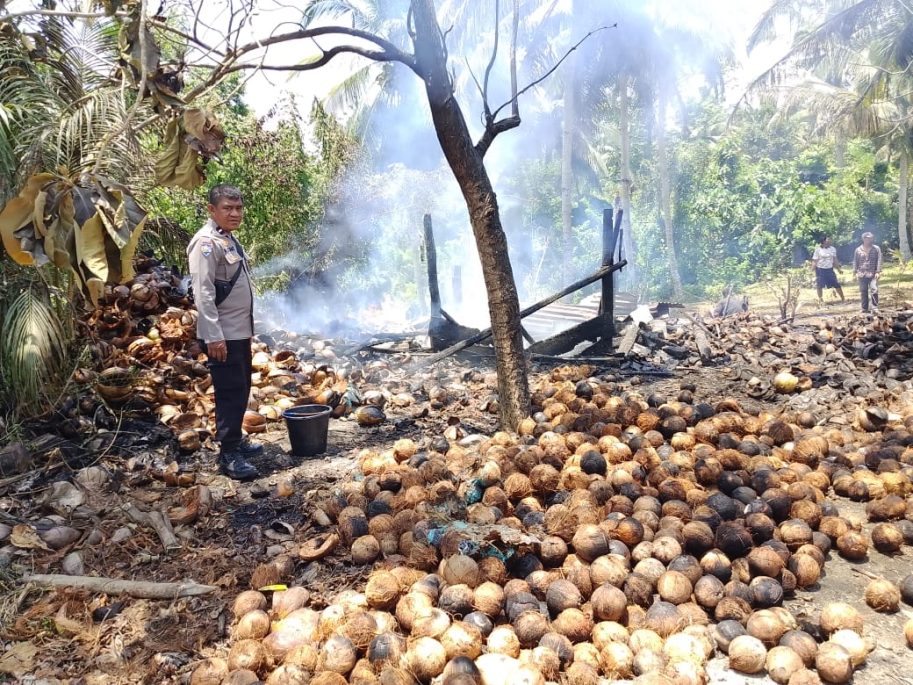 Porono Kopra di Molino Terbakar, Ribuan Biji Kelapa Hangus