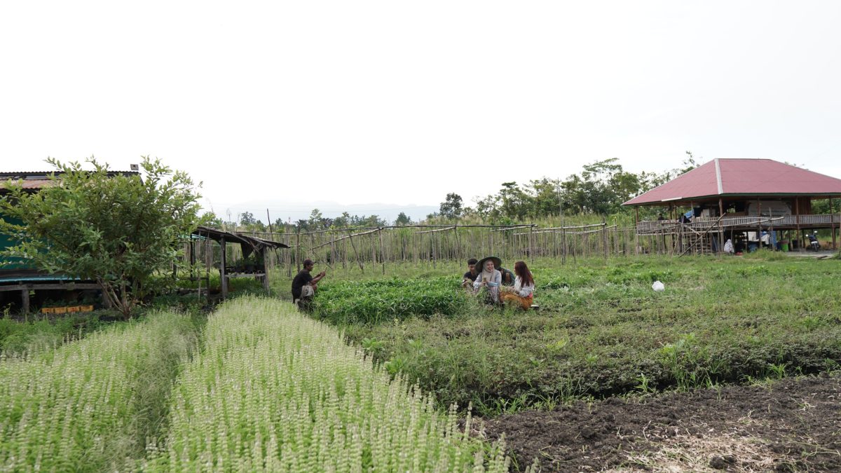 IMIP Berdayakan Petani Bahodopi Kembangkan Agribisnis Modern