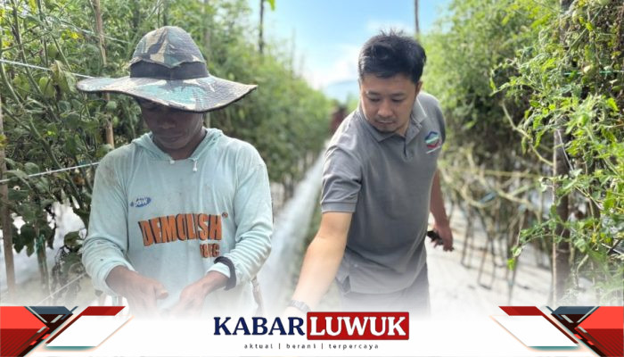 IMIP Berdayakan Petani Bahodopi Kembangkan Agribisnis Modern