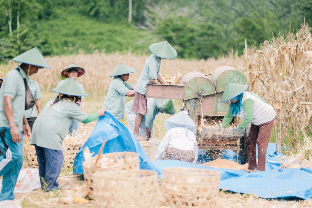 Dari Sekolah Lapang ke Panen Raya: Perubahan Nyata Petani Kayowa Bersama Pertamina EP DMF