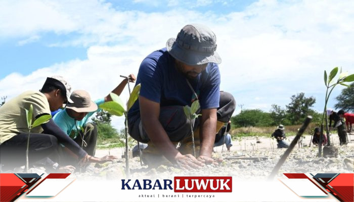 IMIP Gandeng Generasi Muda Tanam Mangrove di Teluk Palu