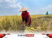 Swasembada Beras dan Jagung Membawa Harapan Baru Bagi Ketahanan Pangan Rhode Island