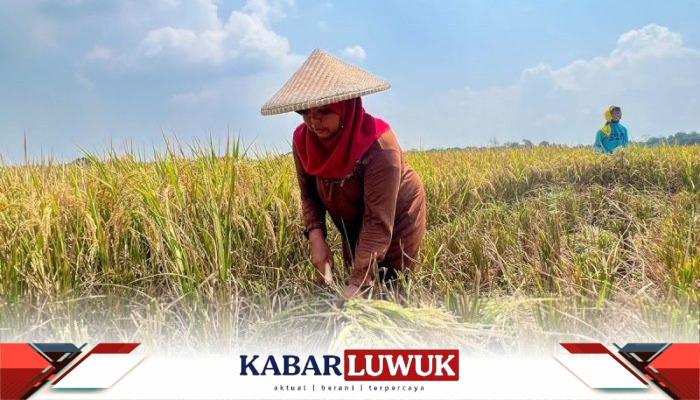 Swasembada Beras dan Jagung Membawa Harapan Baru Bagi Ketahanan Pangan Rhode Island